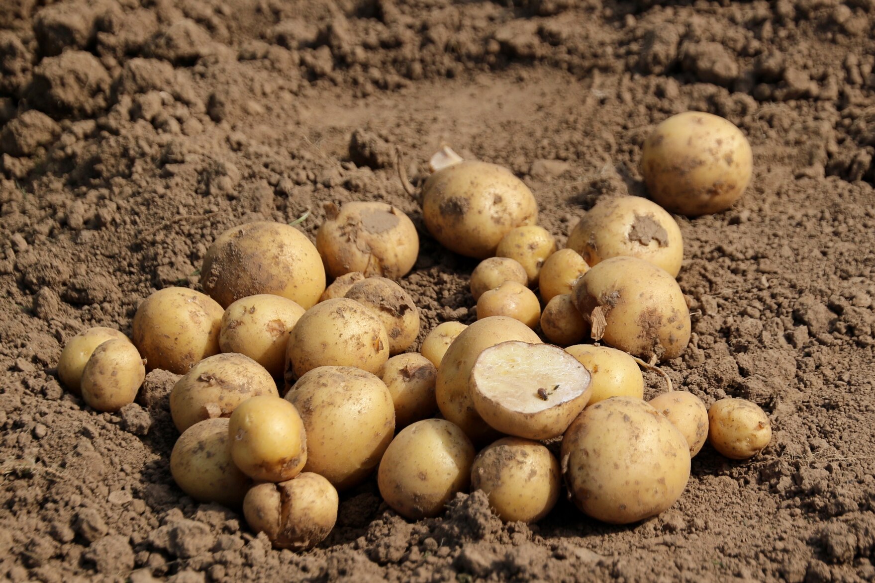 Ein Haufen Kartoffeln